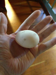 The first egg of the season, produced by my chickens